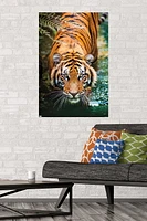 Tigre - Eau