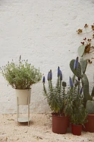 Large Plant Pot on Pedestal
