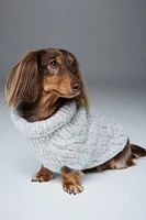 Cable-knit Dog Sweater