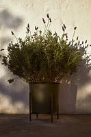 Large Plant Pot on Stand