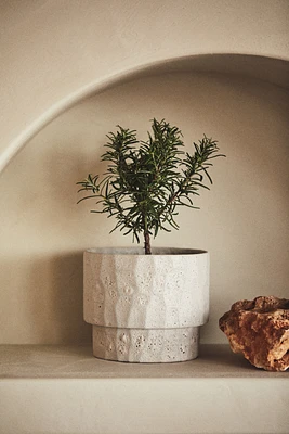 Terracotta Plant Pot