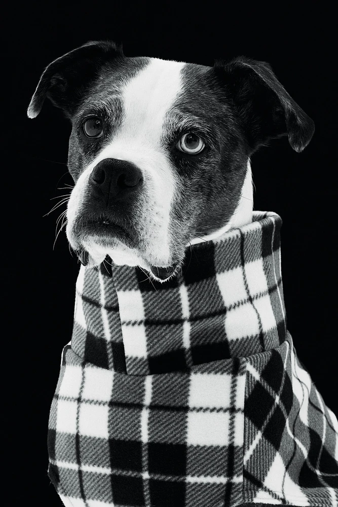 Chandail molleton pour chien