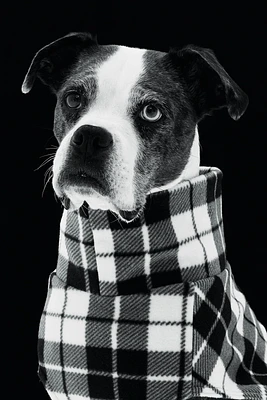 Chandail molleton pour chien
