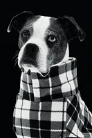 Chandail molleton pour chien