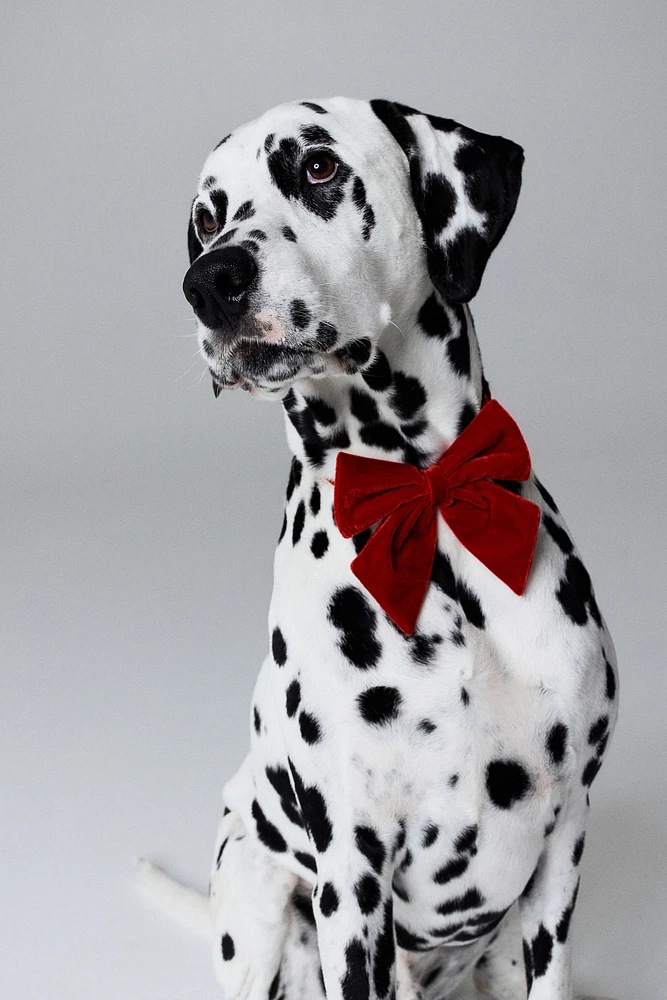 Dog Bow Tie