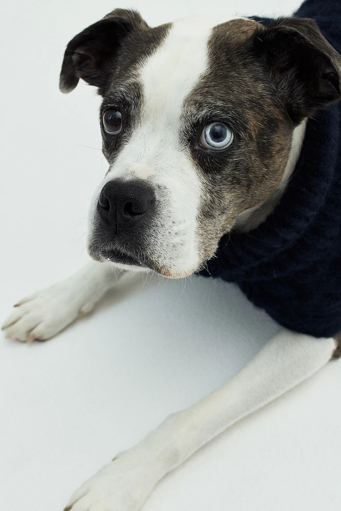 Cable-knit Dog Sweater