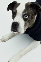 Cable-knit Dog Sweater