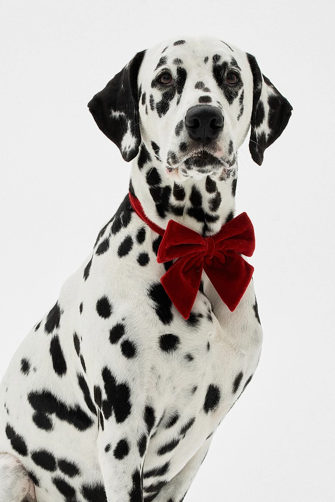 Dog Bow Tie