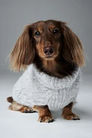 Cable-knit Dog Sweater
