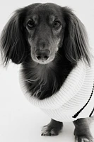 Rib-knit Dog Sweater