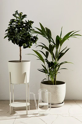 Large Plant Pot on Pedestal