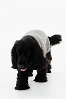 Fine-Knit Dog Sweater