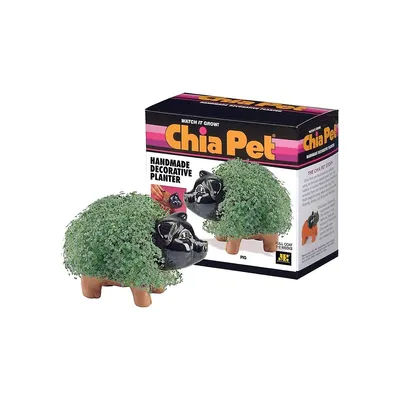 Pig Terracotta Decorative Chia Pet Planter