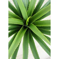 Faux Botanical Green Dracaena 28 In. Height