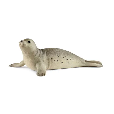 Wild Life: Seal