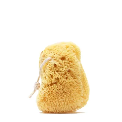 Sea Sponge