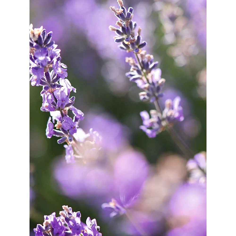 Lavender Liquid Hand Soap Eco-Refill