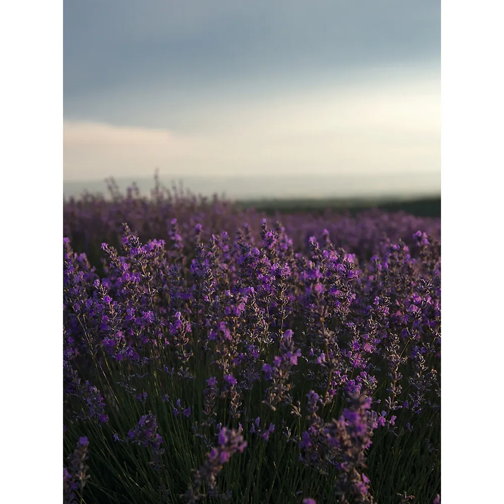 Lavender Liquid Hand Soap Eco-Refill