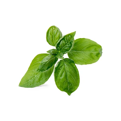 Lingot Sweet Basil Organic Seeds