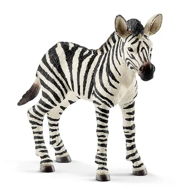 Wild Life: Zebra Foal