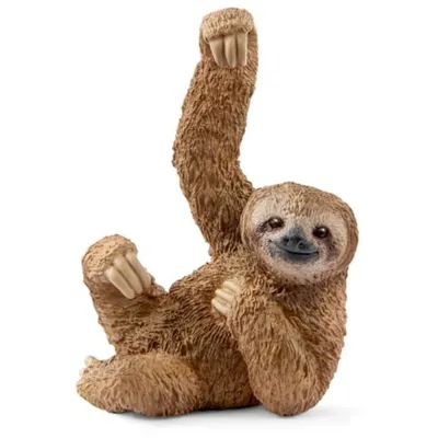 Wild Life: Sloth