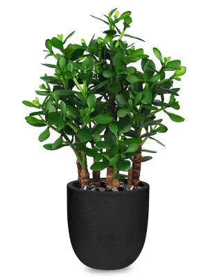 Artificial Jade Plant