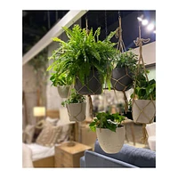 Classic Hanging Pot