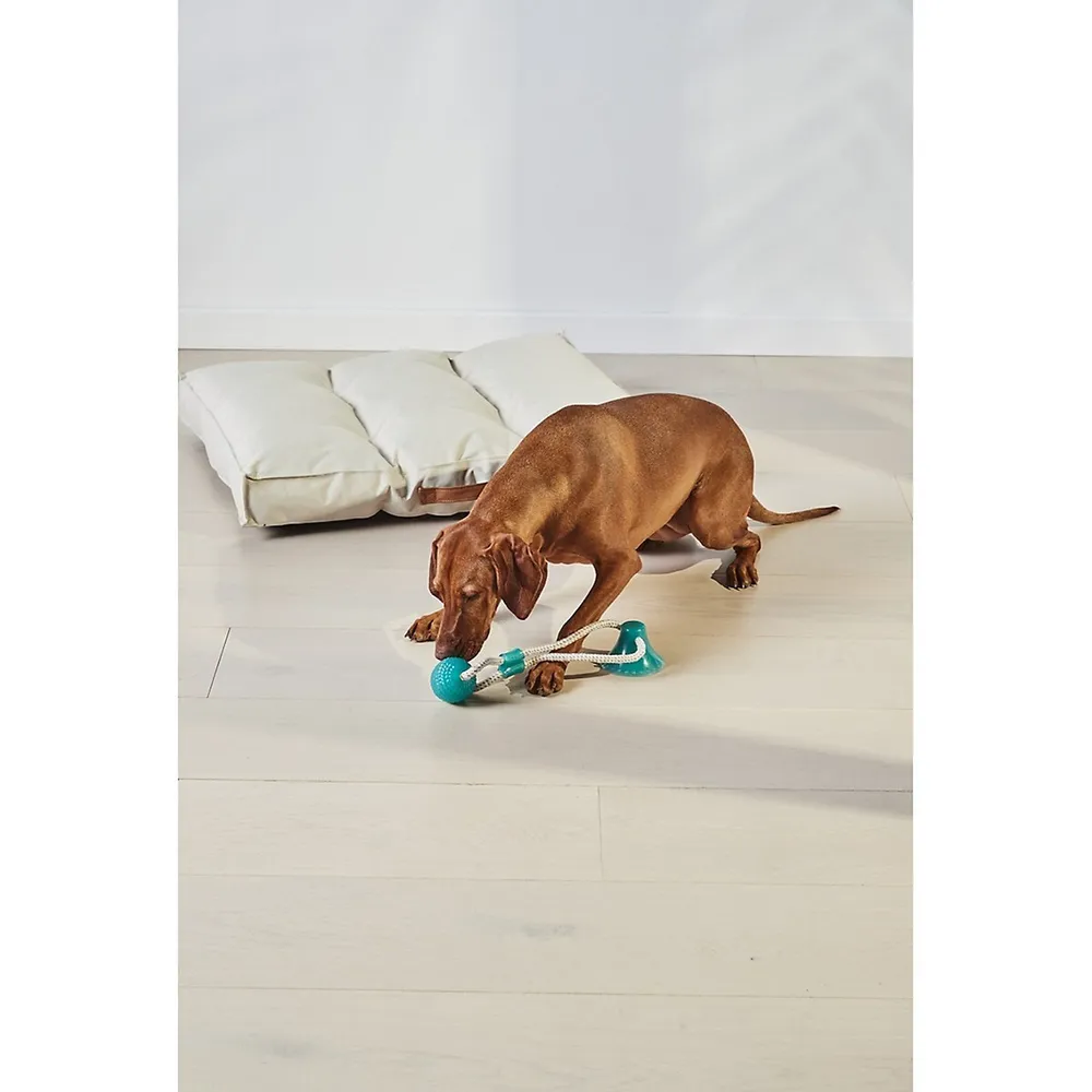 Suction-Cup Floor Tug Dog Toy