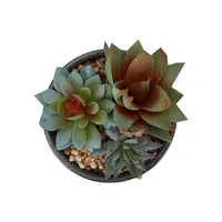 Artificial Succulent In Glazed Pot