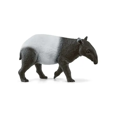 Wild Life: Tapir