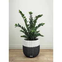 Faux Botanical Zamio In Green 39.5 In. Height