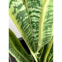 Faux Botanical Sansevieria In Green And Yellow 52 In. Height