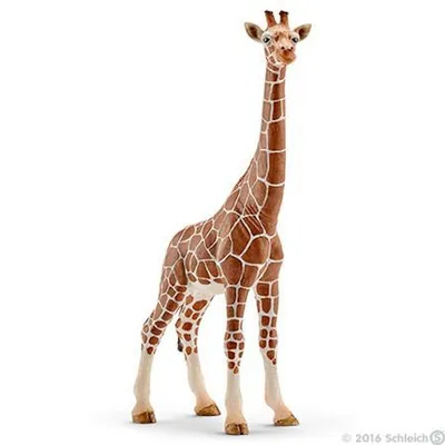 Wild Life: Giraffe, Female