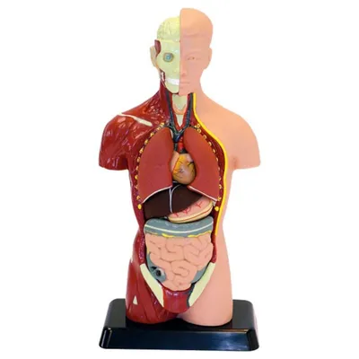 Human Torso - Anatomically Accurate Model Kit