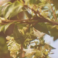 Osmanthus Perfumed Soap