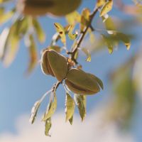 Almond 2-in-1 Exfoliating Soap