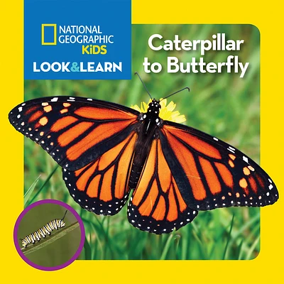 National Geographic Kids Look and Learn: Caterpillar to Butterfly (Look & Learn) (Board book)