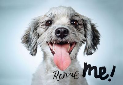 Rescue Me: Portraits and Stories from a New York City Dog Shelter