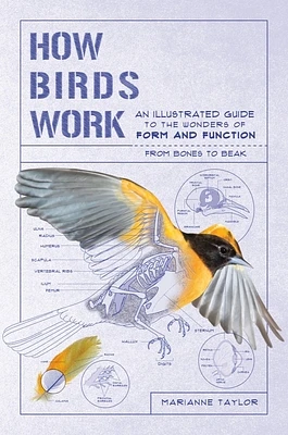 How Birds Work: An Illustrated Guide to the Wonders of Form and Function - from Bones to Beak (How Nature Works) (Paperback)