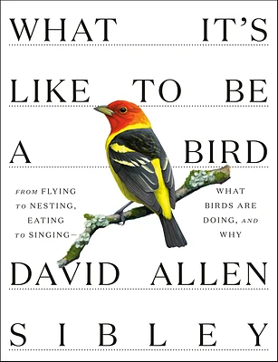 What It's Like to Be a Bird: From Flying to Nesting, Eating to Singing--What Birds Are Doing, and Why (Sibley Guides) (Hardcover)