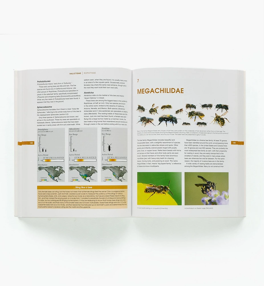 The Bees in Your Backyard