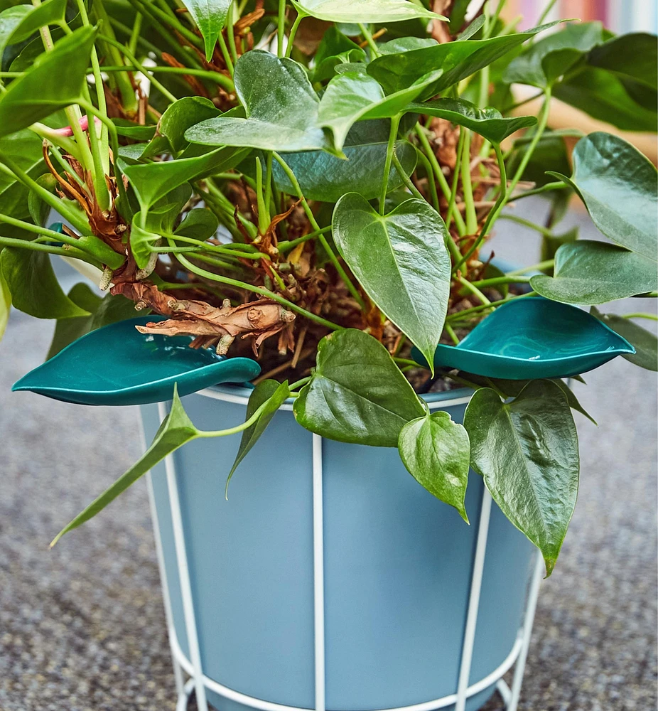 Feuilles d'arrosage en plastique