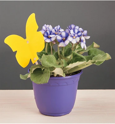 Indoor Sticky Traps