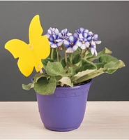 Indoor Sticky Traps