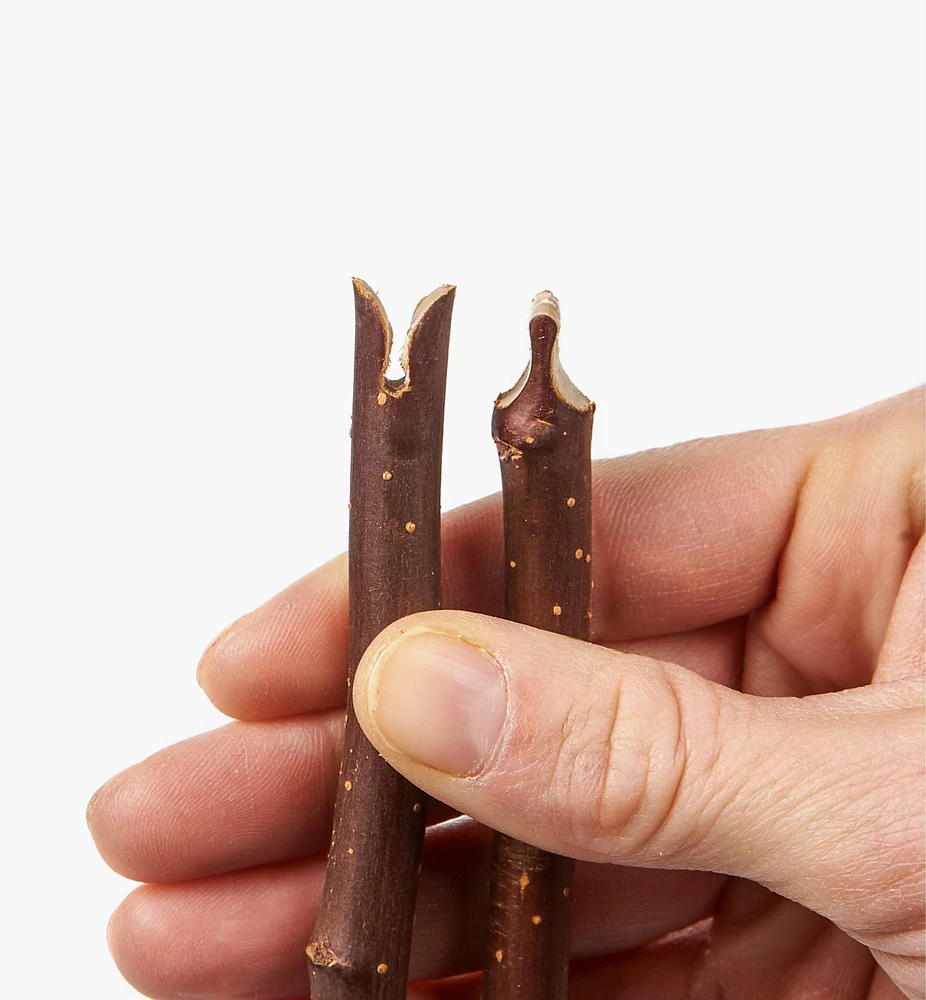 Grafting Tool