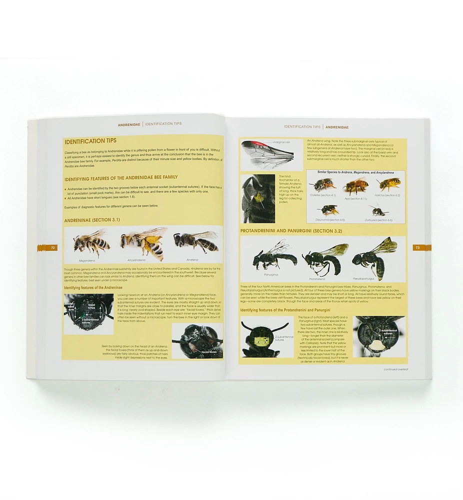 The Bees in Your Backyard