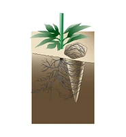 Watering Spikes