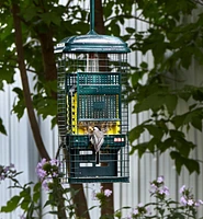 Squirrel Buster Suet Feeder