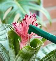 Haws 2 Litre Plastic Watering Can