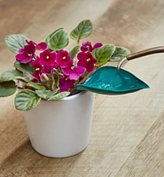 Feuilles d'arrosage en plastique